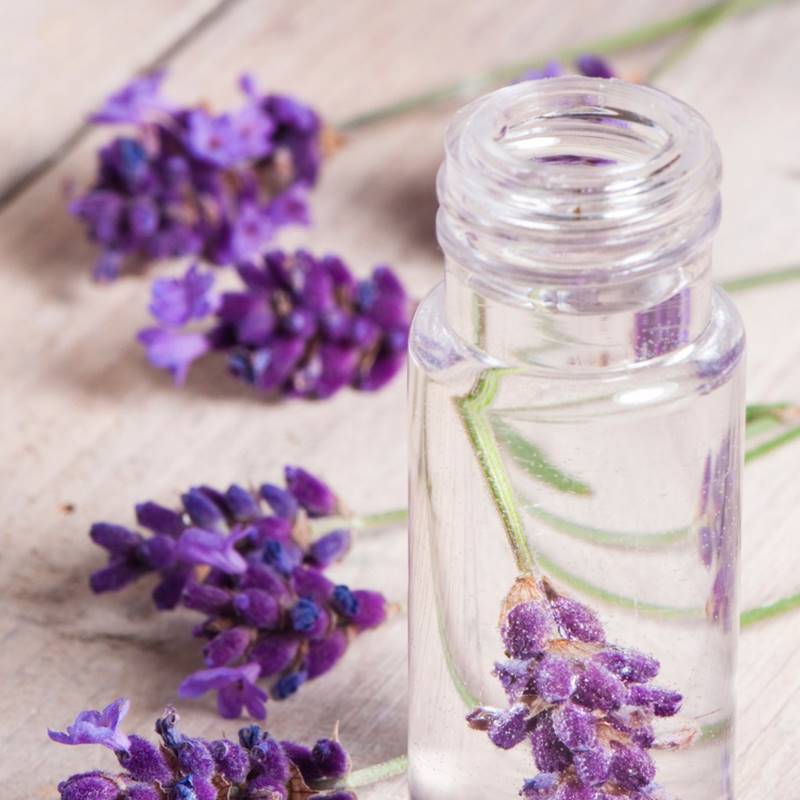Mùi hương Lavender còn mang đến sự thoải mái, thư giãn